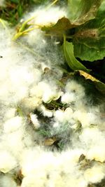 Close-up of insect on leaf