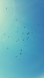 Low angle view of birds flying in sky