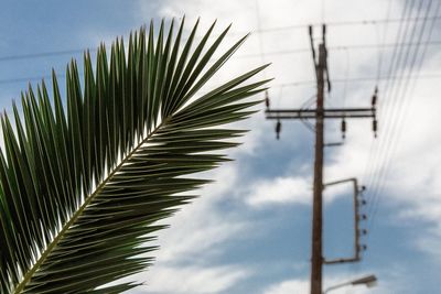 Low angle view of palm leaves against sky