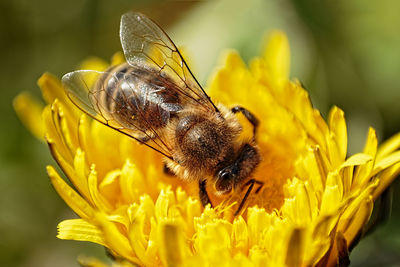 Close-up of bee pollinating on yellow flower