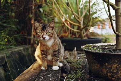 Portrait of a cat sitting on tree