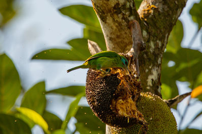 Close-up of bird perching on tree