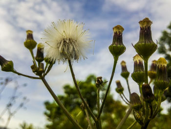 Close-up of white flowering plant against cloudy sky