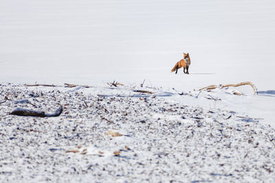 Fox on snow