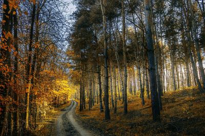 Road amidst trees in forest during autumn