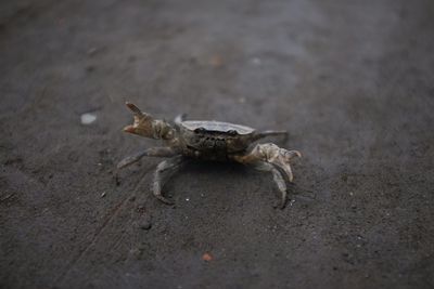 High angle view of lizard on road