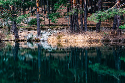 Scenic view of lake in forest