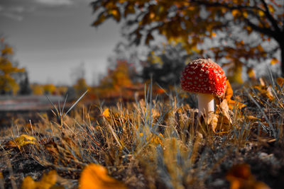 Close-up of mushroom growing on field