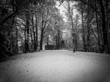 Bare trees in forest