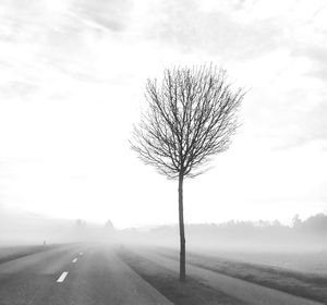 Bare tree on road against sky