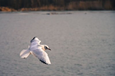 Seagull flying over sea against sky