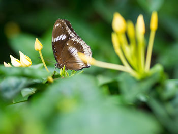 Close-up of butterfly on plant