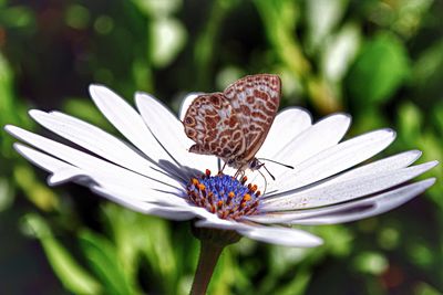 Close-up of butterfly pollinating flower