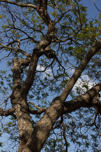 Low angle view of tree against clear blue sky