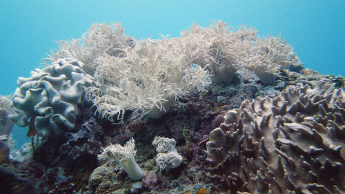 Close-up of coral in sea