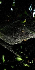 Close-up of raindrops on leaves during rainy season