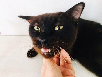 Close-up portrait of cat on hand