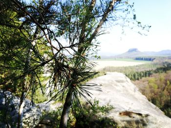 Close-up of pine tree