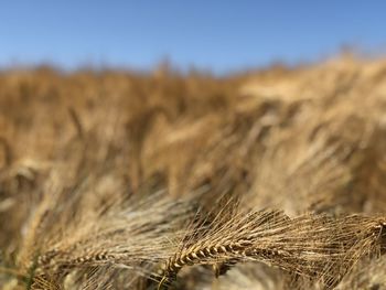 Close-up of wheat field against sky