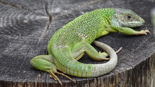 Close-up of lizard on tree