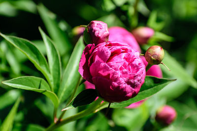 Close-up of flower growing on plant