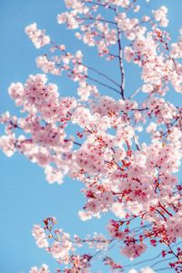 Low angle view of cherry blossom against blue sky