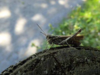 Close-up of insect perching on wood