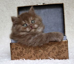 Portrait of a cat looking away