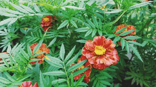 Close-up of red flowers