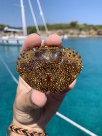 Cropped hand holding animal shell by sea