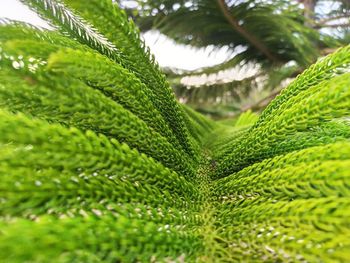 Close-up of green leaves on tree