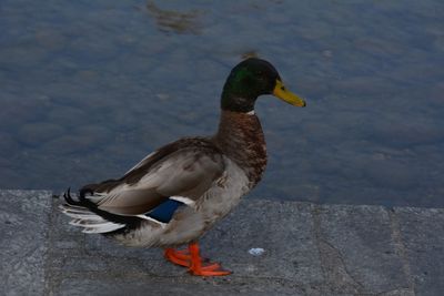 Close-up of duck in lake