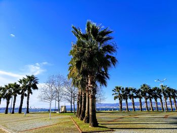 Palm trees on field against clear blue sky