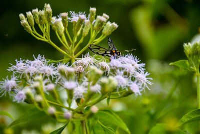 Close-up of insect on flowers
