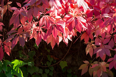 Low angle view of bougainvillea tree