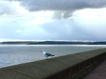 Seagull perching on a sea