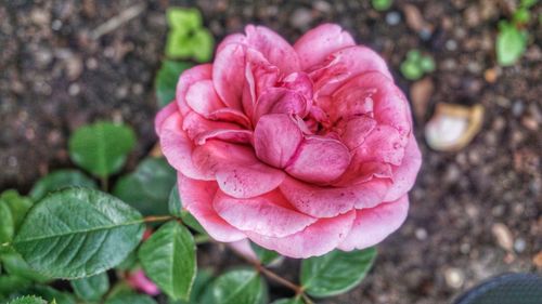 Close-up of flower blooming outdoors