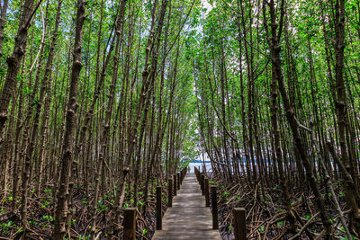 Rear view of woman walking in forest