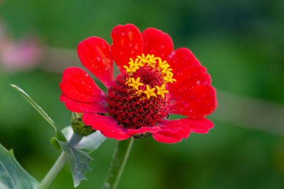 Close-up of red flower