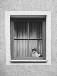 Cat looking through window