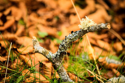 Close-up of lichen on field