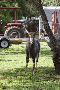 Deer standing on field