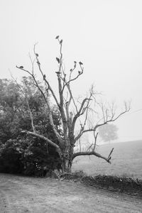 Bare tree on field against sky