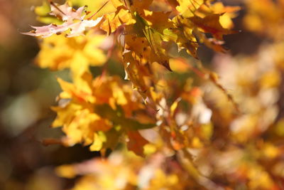 Close-up of yellow flowering plant during autumn