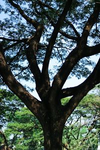 Low angle view of tree against sky