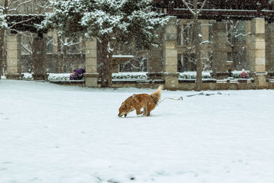 Dog running on snow covered field