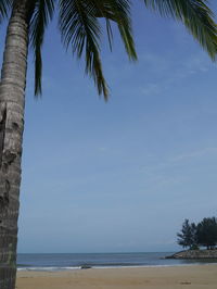 Palm trees on beach