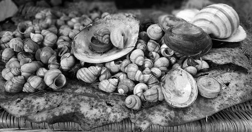 Close-up of seashells for sale at market