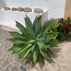 High angle view of potted plant