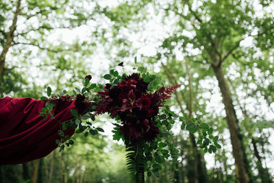 Low angle view of flowers on tree